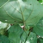 Piper mikanianum Hoja