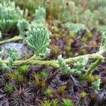 Lycopodium × oellgaardii ᱮᱴᱟᱜ