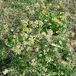 Peucedanum alsaticum Habit