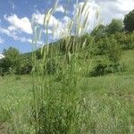 Hordeum bulbosum Leaf