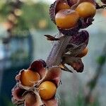 Chasmanthe aethiopica Fruit