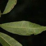 Trymatococcus oligandrus Лист