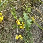 Solanum dimidiatum Fruit