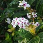 Pseuderanthemum maculatumFlower