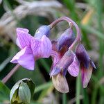 Lathyrus linifolius Flower