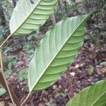 Minquartia guianensis Fuelha