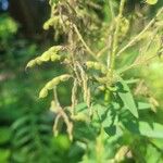 Desmodium canadense Frucht