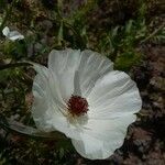 Argemone albiflora Cvet