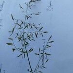 Eragrostis minor Maua