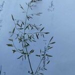 Eragrostis minor Flower