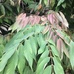 Amherstia nobilis Leaf