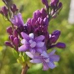 Syringa persicaFleur