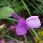 Lathyrus filiformis 花