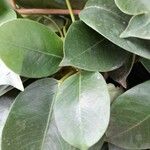 Mandevilla sanderi Leaf