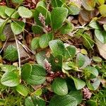 Salix reticulata Blomst