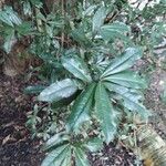 Cordia americana Leaf