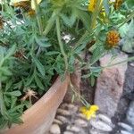 Bidens ferulifolia Levél