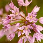 Allium bisceptrum Flower