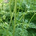 Selinum carvifolia Corteza
