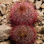 Ferocactus cylindraceus Foglia