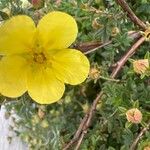 Dasiphora fruticosa Flor
