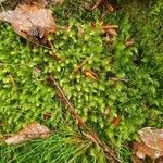 Saxifraga aspera Leaf