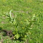 Veratrum album Hábito