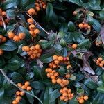 Pyracantha coccinea Frunză