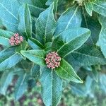 Viburnum rugosumFlower