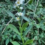 Symphyotrichum lanceolatum ശീലം