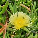 Carpobrotus edulisKukka