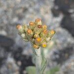 Pseudognaphalium luteoalbum Flower