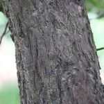 Piliostigma thonningii Φλοιός