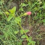 Hibiscus aponeurus Hábito