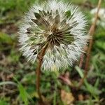 Taraxacum rubicundum Mbuma