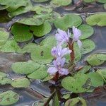 Pontederia diversifolia Blomst