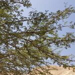 Vachellia tortilis 叶