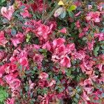 Rhododendron calendulaceum Fula