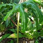 Alocasia portei Deilen