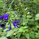 Salvia patens Hábitos