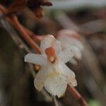 Microcoelia bispiculata 花