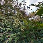 Nandina domestica Облик