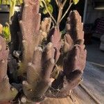 Stapelia hirsuta Hostoa