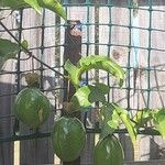 Passiflora edulis ফল