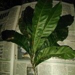 Pouteria caimito Leaf