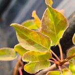 Fallopia baldschuanica Leaf