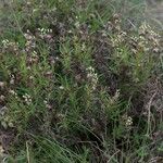 Plantago sempervirens Habitus