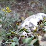 Bupleurum rigidum Fruit