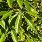 Pittosporum undulatum Leaf