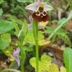 Ophrys fuciflora Blad